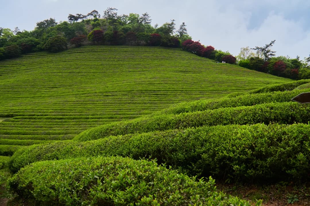Green terraced tea fields on a hillside under a partly cloudy sky